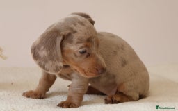 Miniature Dachshund dogs for sale: 🌟5StarsLicense+Holistic+KC+VetCheck+PRAClear - Image 26