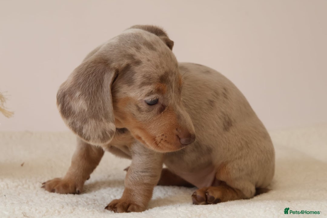 Miniature Dachshund dogs for sale: 🌟5StarsLicense+Holistic+KC+VetCheck+PRAClear - Image 26
