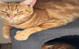 British Shorthair cats for sale: Emmah - Advert 2