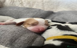 Sprocker dogs for sale: Sprocker puppies  - Image 12