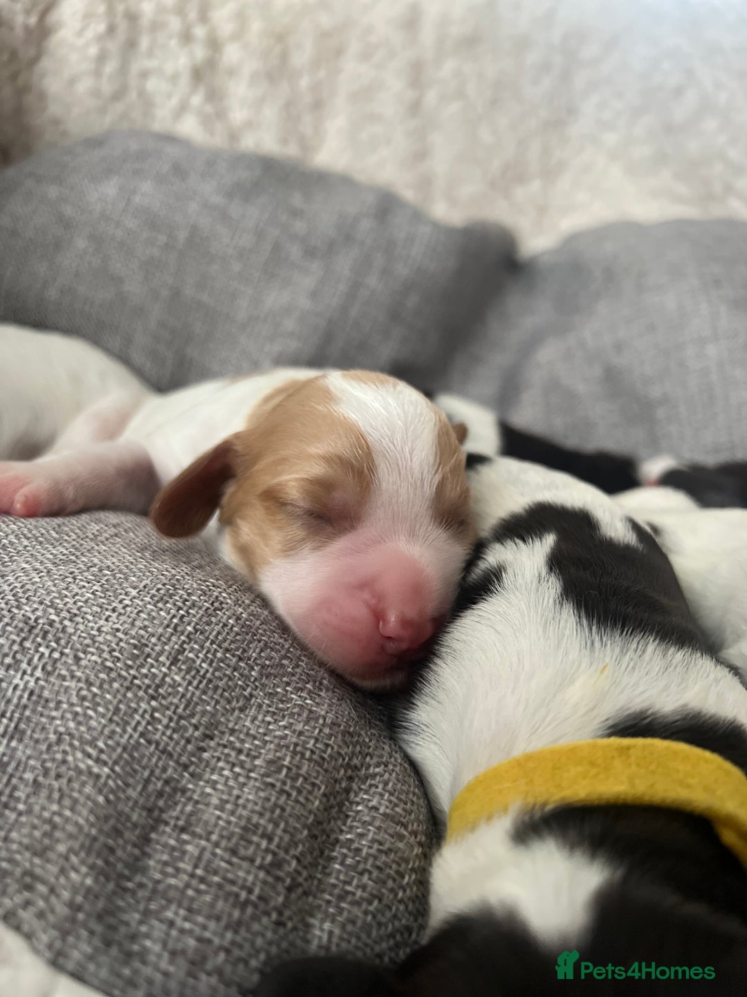 Sprocker dogs for sale: Sprocker puppies  - Image 12