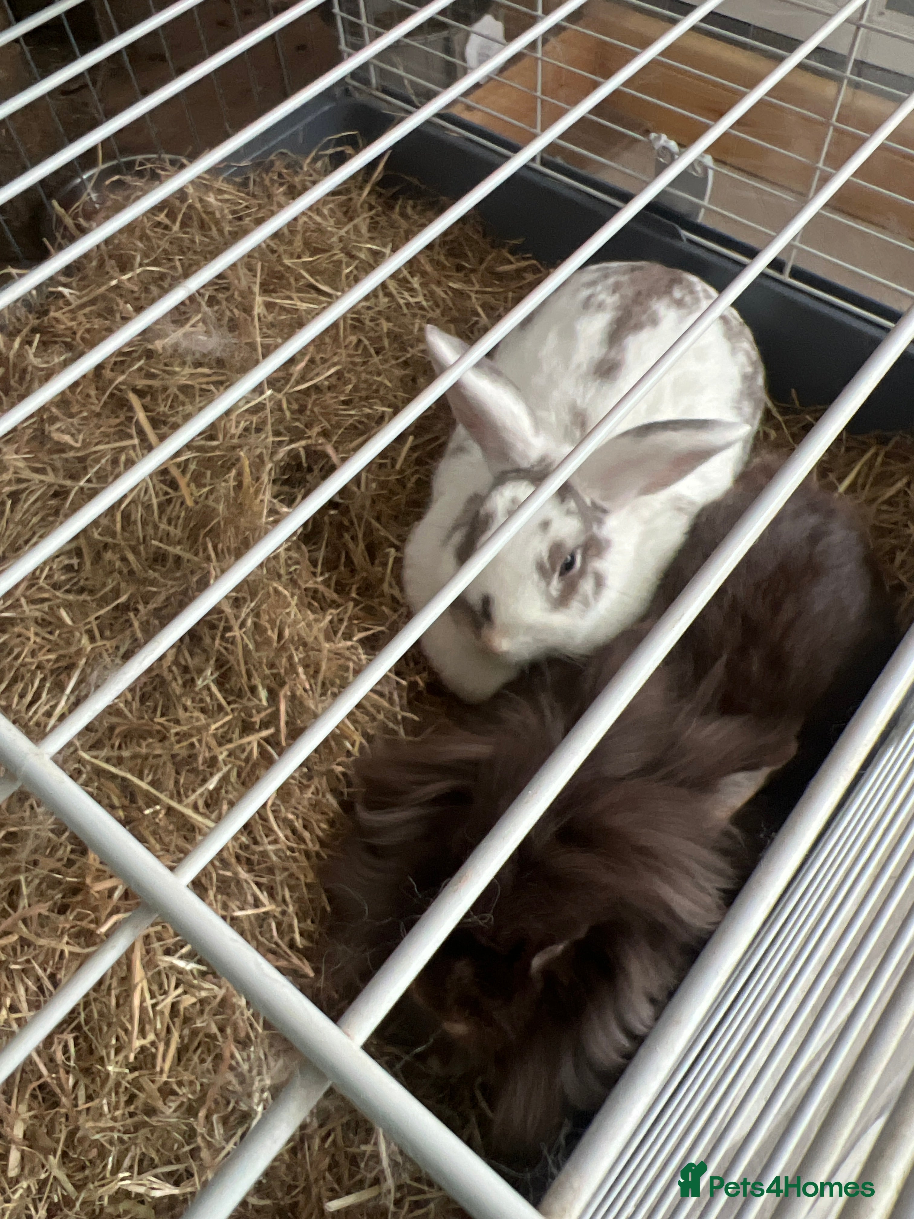 Mixed Breed rabbits Bonded pair - Advert 1