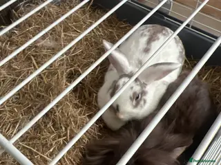 Mixed Breed rabbits Bonded pair - Advert 2