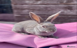 Rex rabbits for sale: Female & Male Mini Rex rabbits  - Image 3