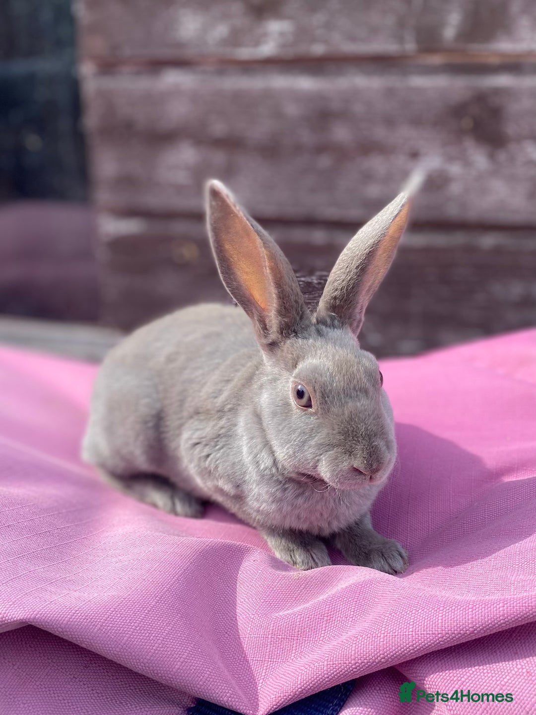Rex rabbits for sale: Female & Male Mini Rex rabbits  - Image 3