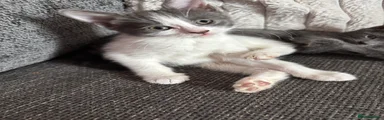 Mixed Breed 2-grey and white female