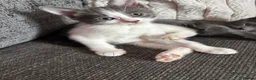 Mixed Breed cats for sale: Grey&white F.  All grey M.  - Advert 5