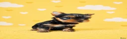 Yorkshire Terrier dogs for sale: ✨🐾 Outstanding Show Quality KC Yorkie Puppies 🐾✨ - Advert 12