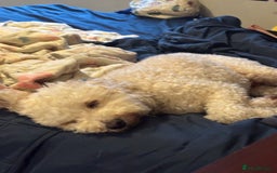 Cockapoo dogs for sale: 8 year old Cockapoo needs home - Advert 8