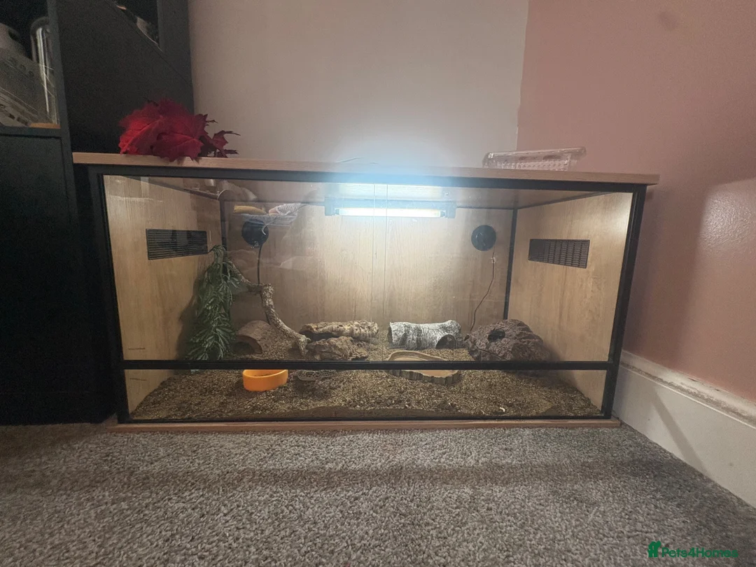 Leopard Gecko reptiles for sale: female leopard gecko in Horsham - Advert 5