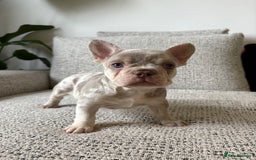 French Bulldog dogs for sale: New shade French bulldog male pending pink😍 - Image 4