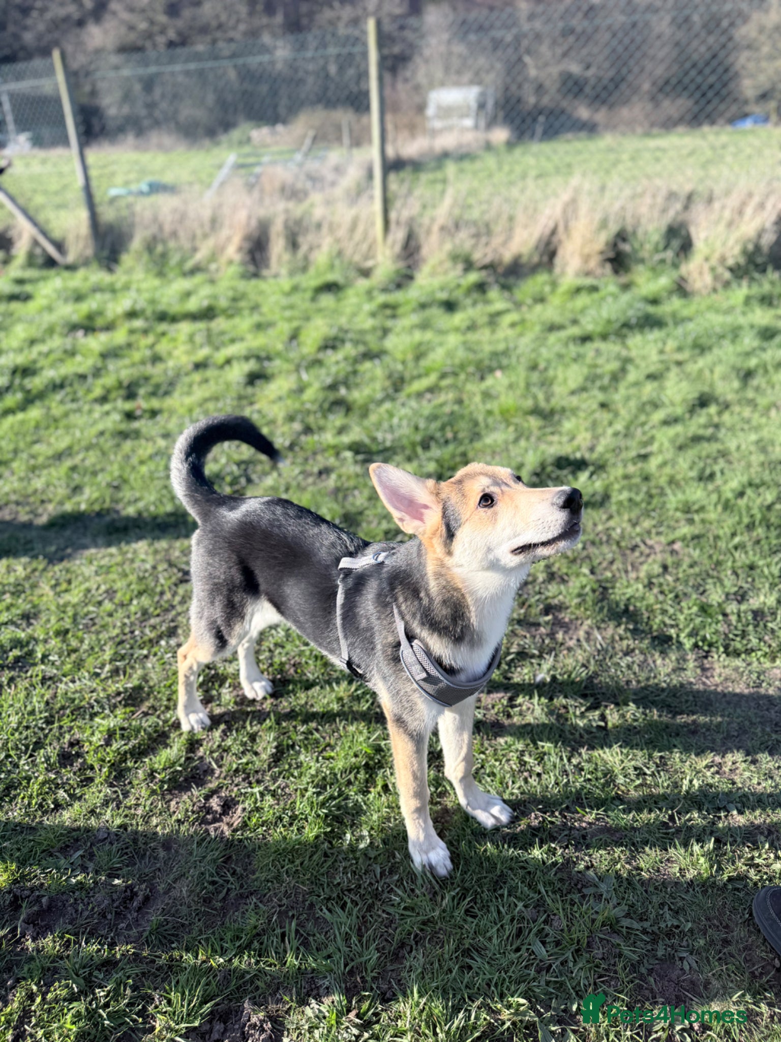 Golden Shepherd dogs Atlas- Golden Retriever x German Shepherd - Advert 2