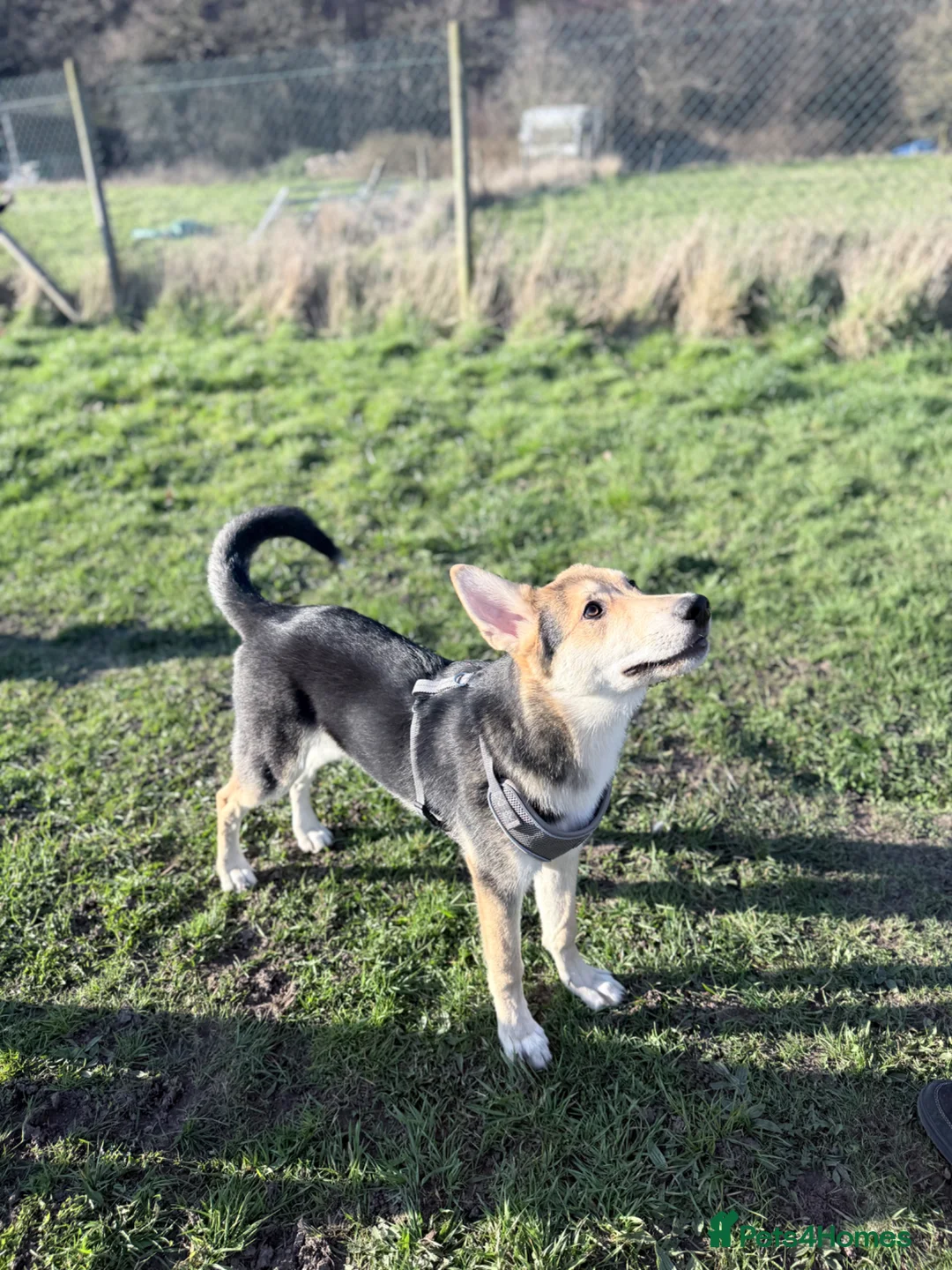 Golden Shepherd dogs for sale: Atlas- Golden Retriever x German Shepherd - Advert 1