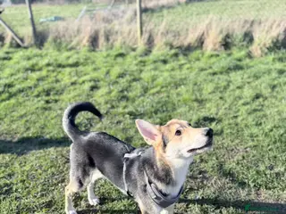 Golden Shepherd dogs Atlas- Golden Retriever x German Shepherd - Advert 4