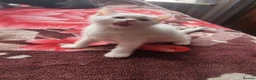 Mixed Breed cats for sale: Kittens - Advert 8