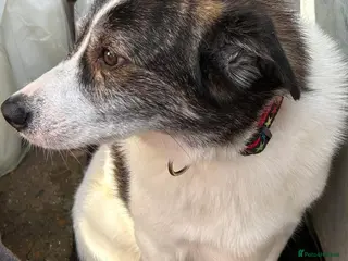 Mixed Breed dogs Albie - Norwich Norfolk - Advert 17