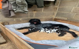 German Wirehaired Pointer dogs for sale: German wirehaired pointer  - Image 11
