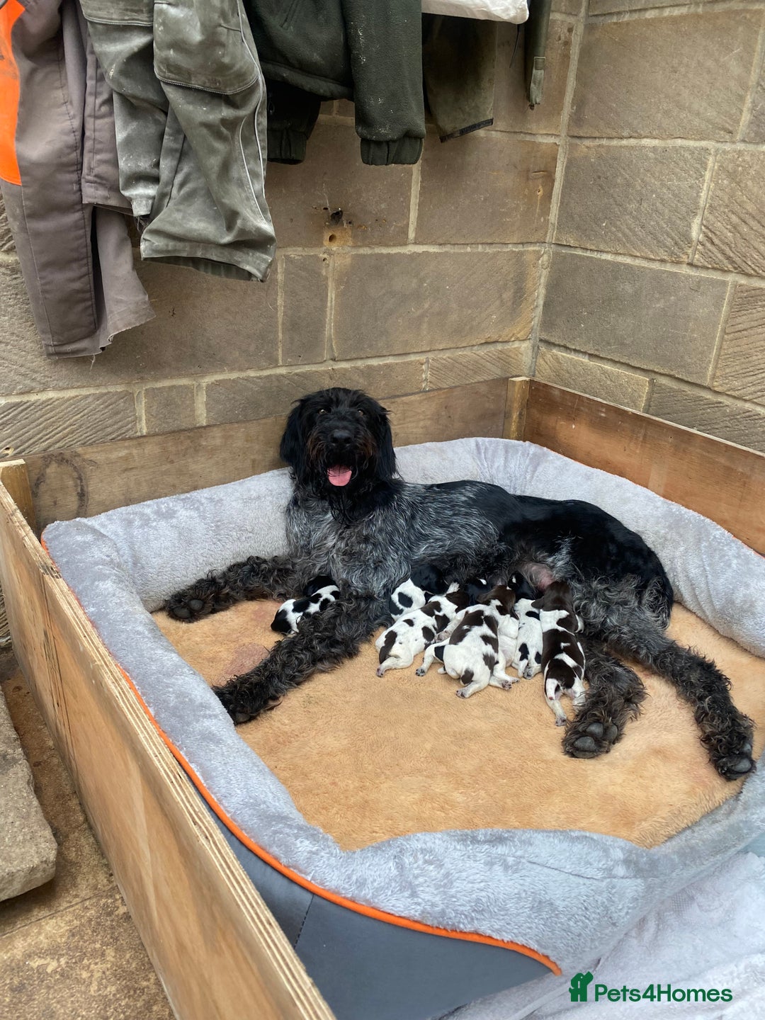 German Wirehaired Pointer dogs for sale: German wirehaired pointer  - Image 11