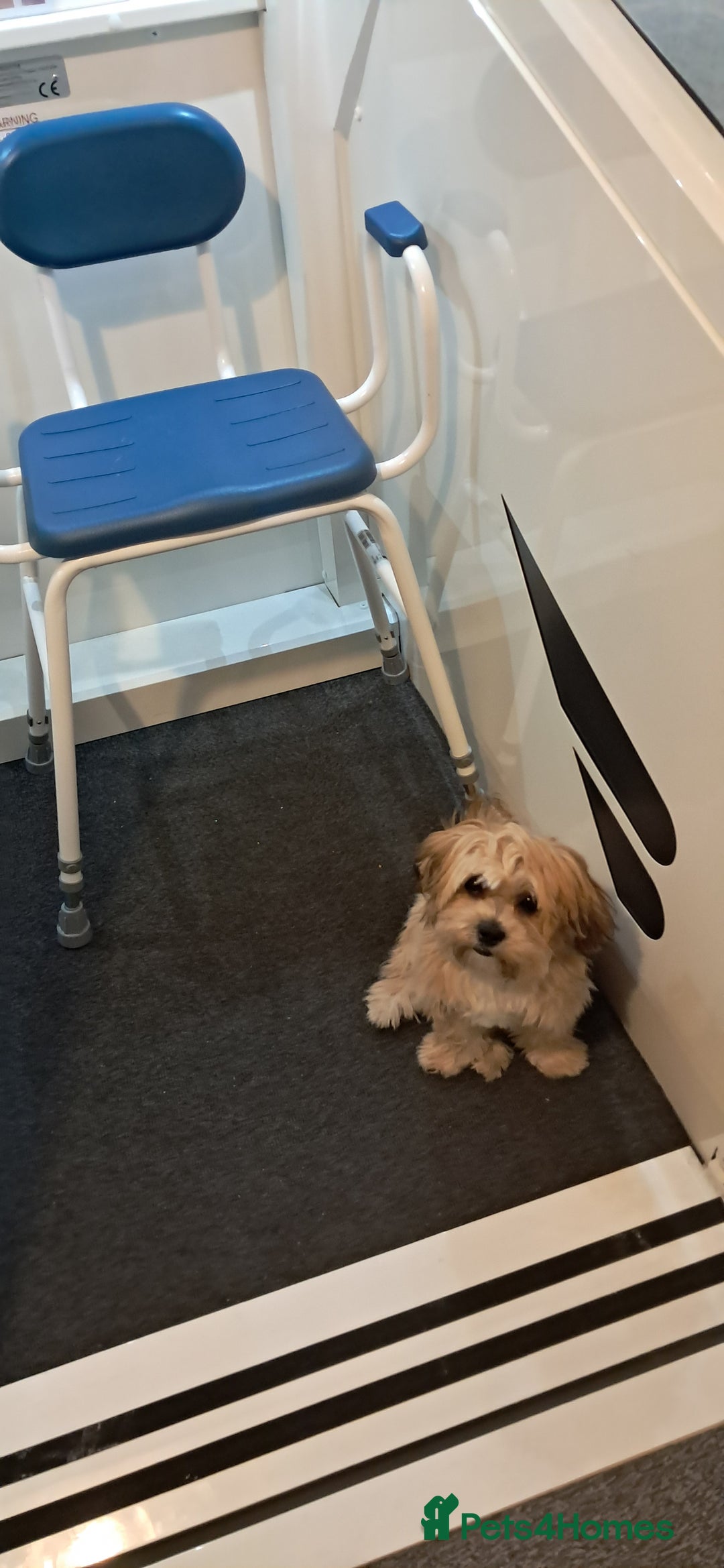 Shorkie dogs for sale: Beautiful Pixie needs forever home - Image 7