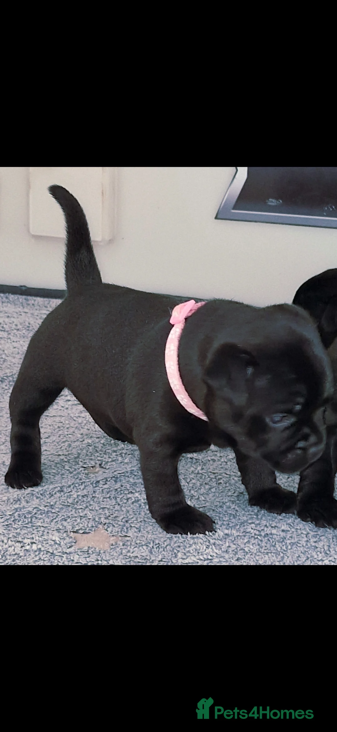 Staffordshire Bull Terrier dogs for sale: Last girl left Kassius Staffordshire bull terrier - Advert 22