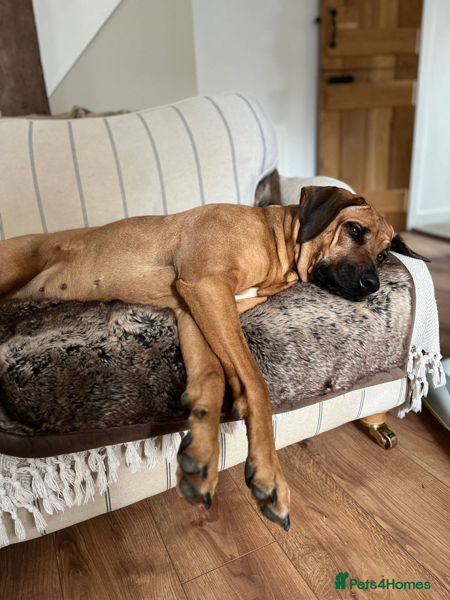 Rhodesian Ridgeback dogs for sale: Waiting List Open - Due 12th June in Melksham - Advert 14