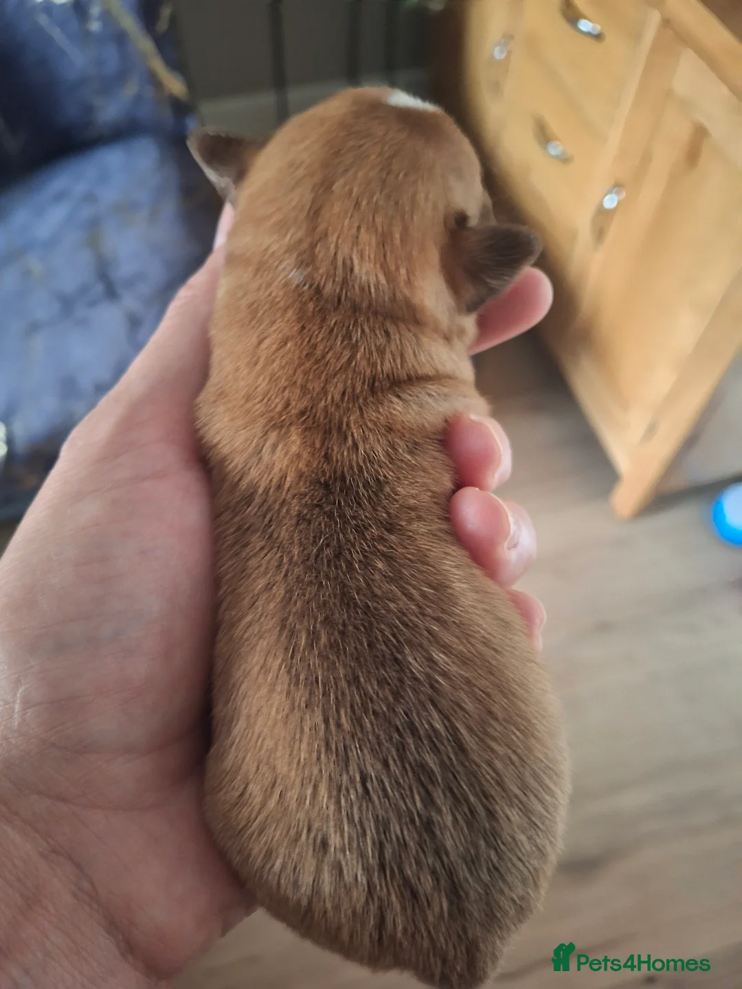 Chihuahua dogs for sale: BOY CHIHUAHUA  - Advert 5