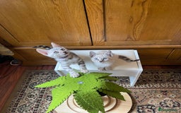 Bengal cats for sale: 💎💎💎 Luxury Bengal Kittens Available  - Image 35