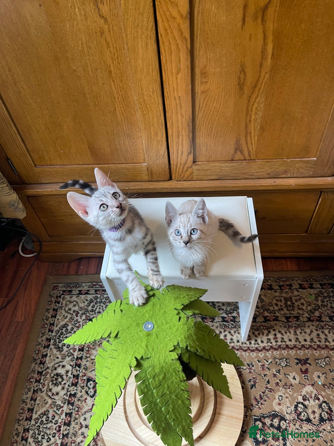 Bengal cats for sale: 💎💎💎 Luxury Bengal Kittens Available  - Image 35