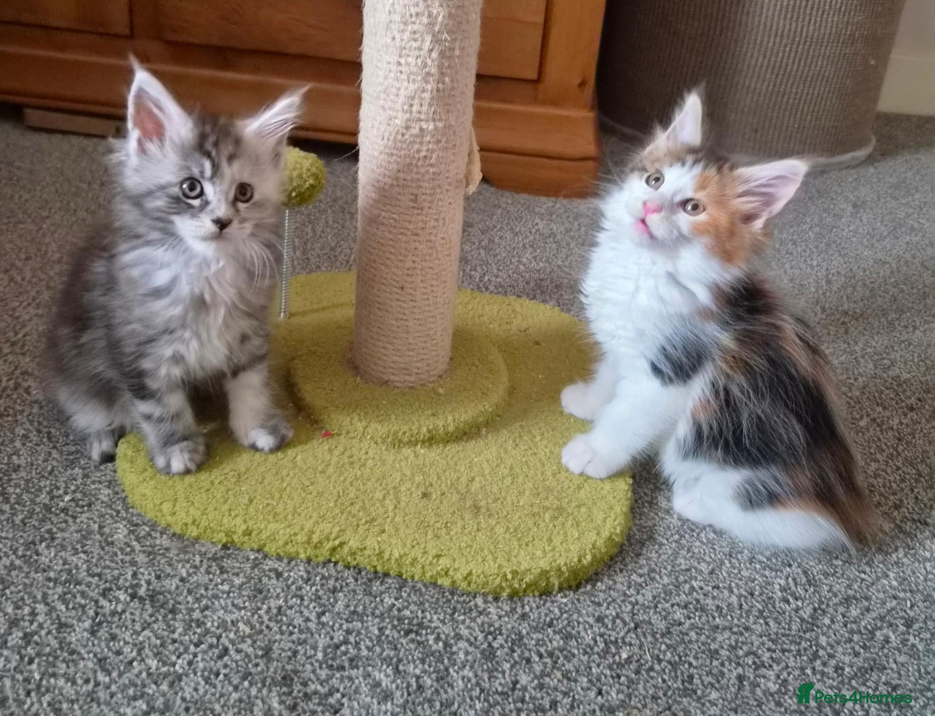 Maine Coon cats Beautiful Mainecoon kittens  - Advert 1