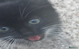 Mixed Breed cats for sale: cute kittens  - Image 12