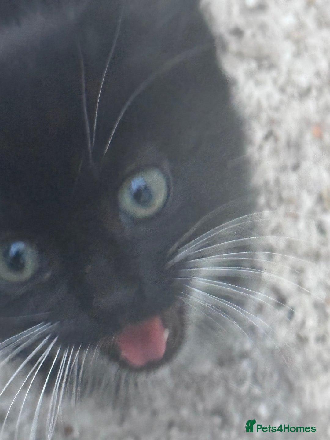 Mixed Breed cats for sale: cute kittens  - Image 12