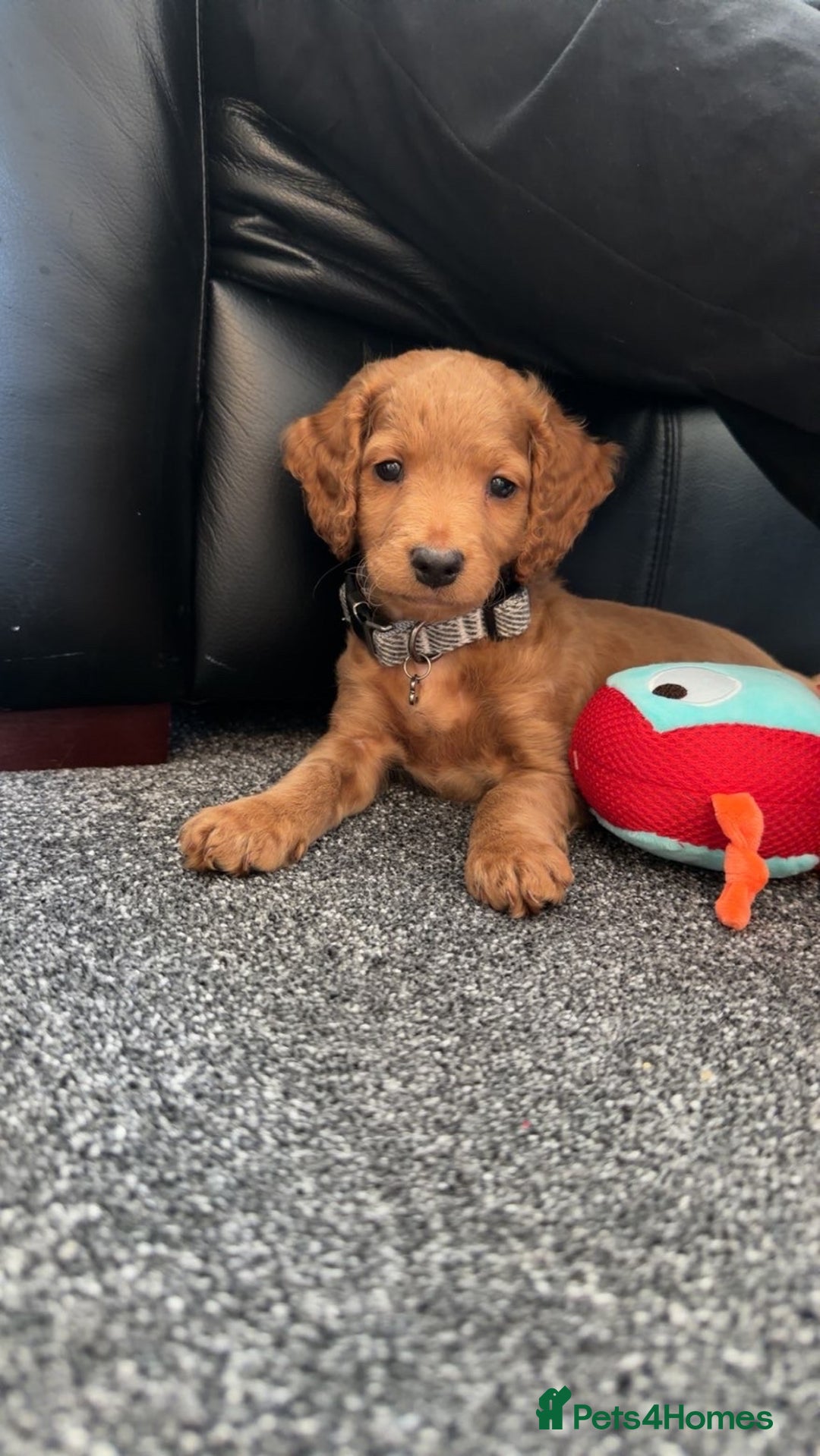 Cockapoo dogs for sale: Male cockapoo - Advert 4