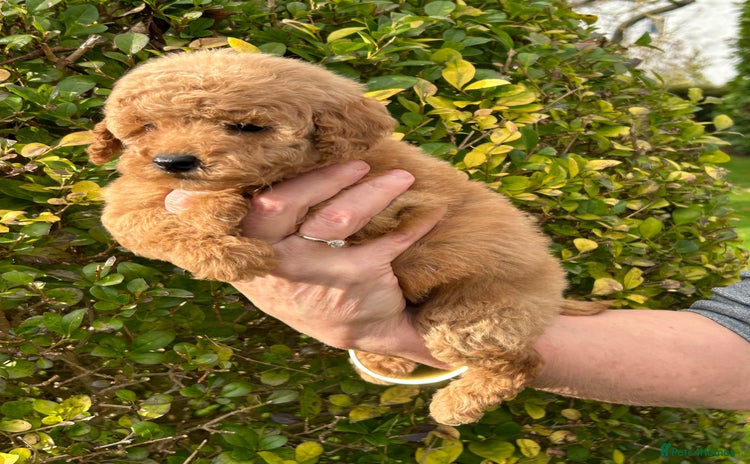 Miniature Poodle dogs - Advert 1