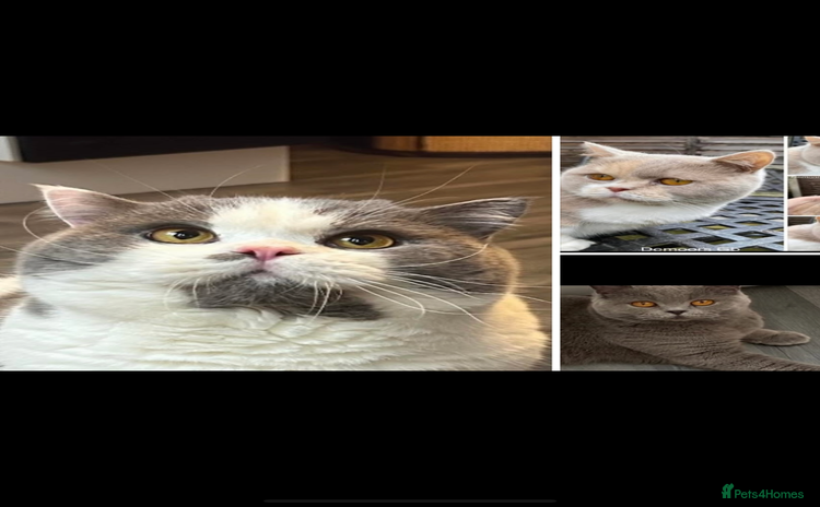 British Shorthair cats - Advert 15