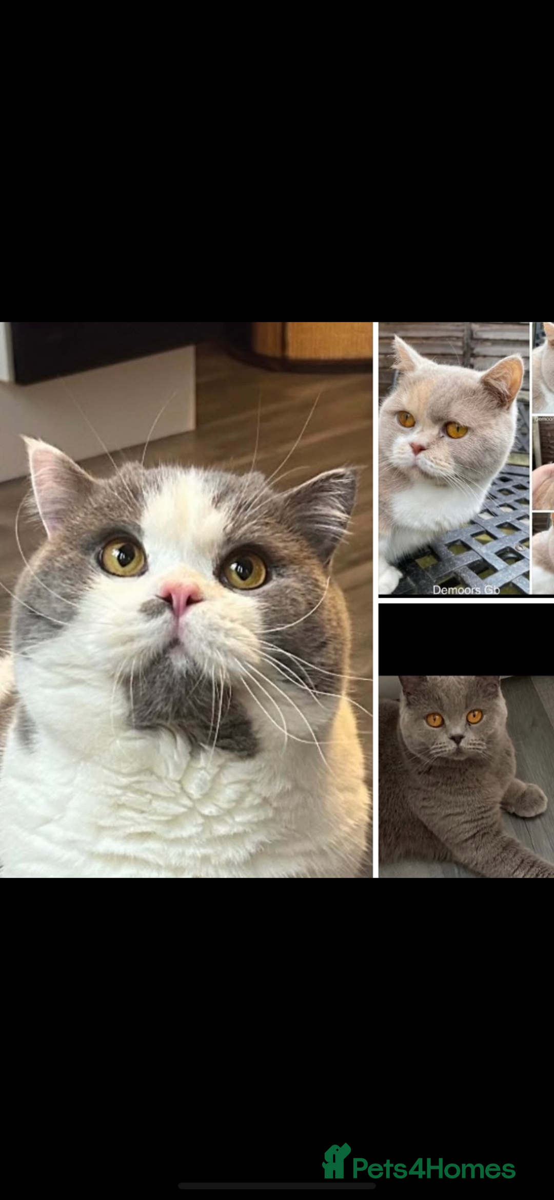 British Shorthair cats for sale: ADULT REHOME READY NOW‼️‼️ - Image 1