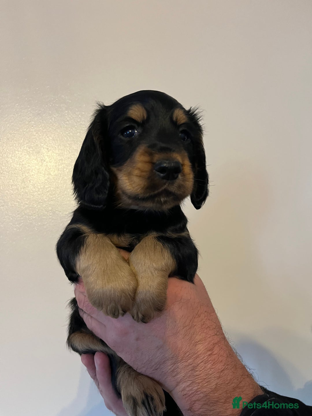 Cocker Spaniel dogs for sale: Cocker spaniel puppies - Image 14