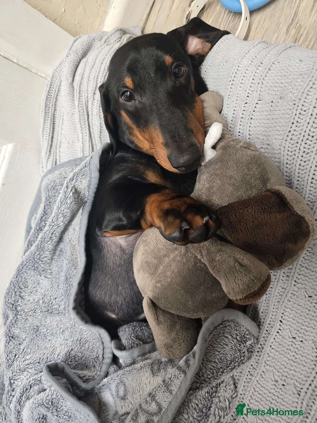Dachshund dogs for sale: Lucky in Heywood - Advert 2