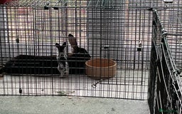 Rex rabbits for sale: Friendly velvety rex rabbits for sale - Image 16