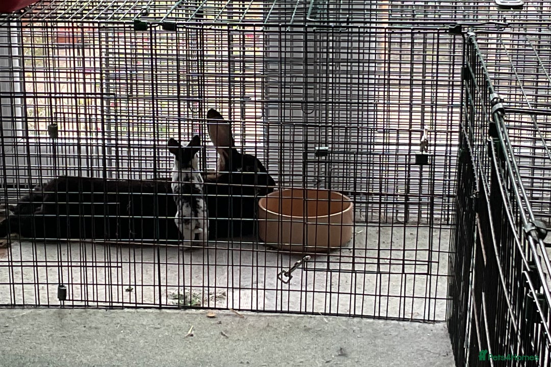 Rex rabbits for sale: Friendly velvety rex rabbits for sale - Image 16