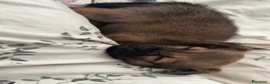 Rolo
