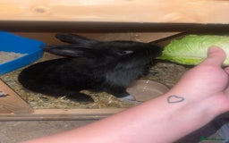Lionhead rabbits for sale: 1 year old lion haired female rabbit  - Image 2