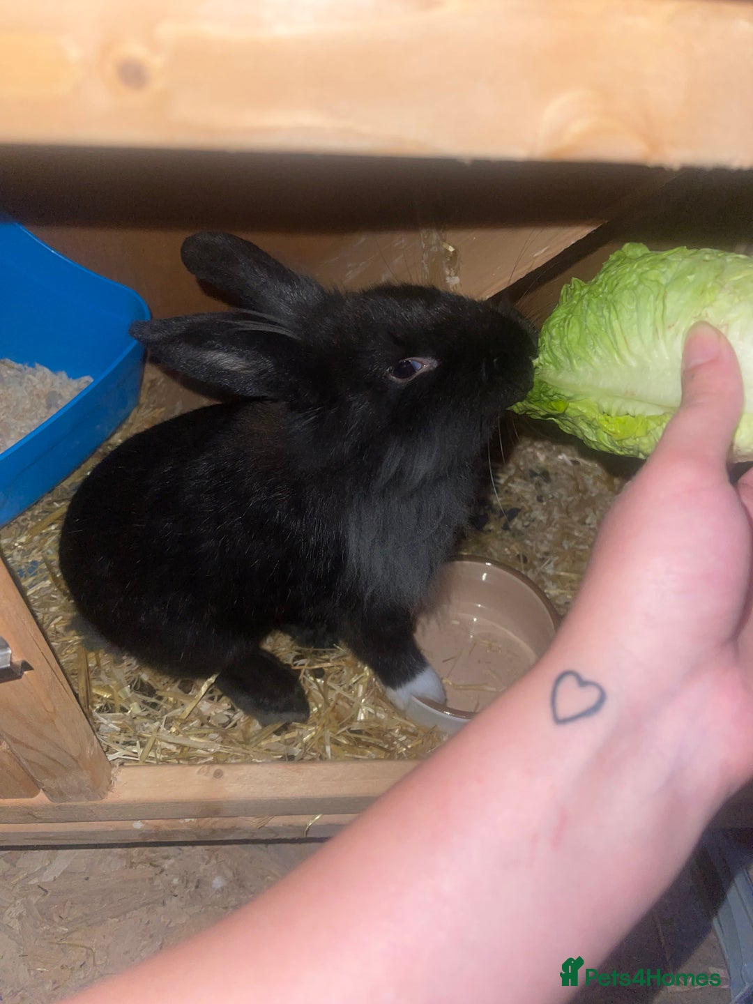 Lionhead rabbits for sale: 1 year old lion haired female rabbit  - Image 2