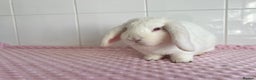 Mini Lop rabbits for sale: Mini lop buck and doe - Advert 8