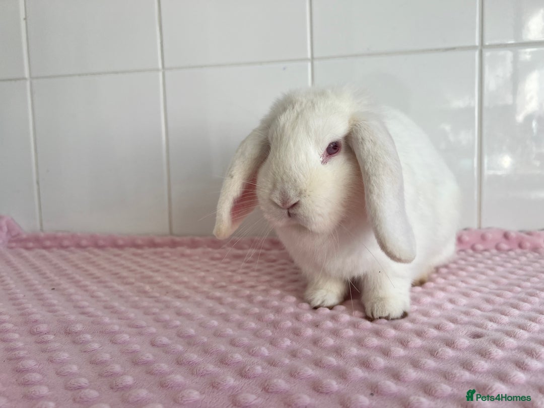 Mini Lop rabbits for sale: Mini lop buck and doe - Advert 8