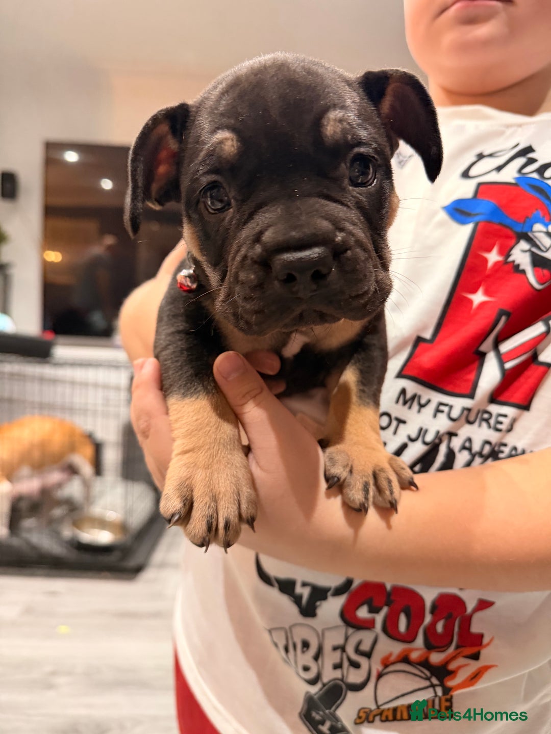 Mixed Breed dogs for sale: American french bully  - Advert 16