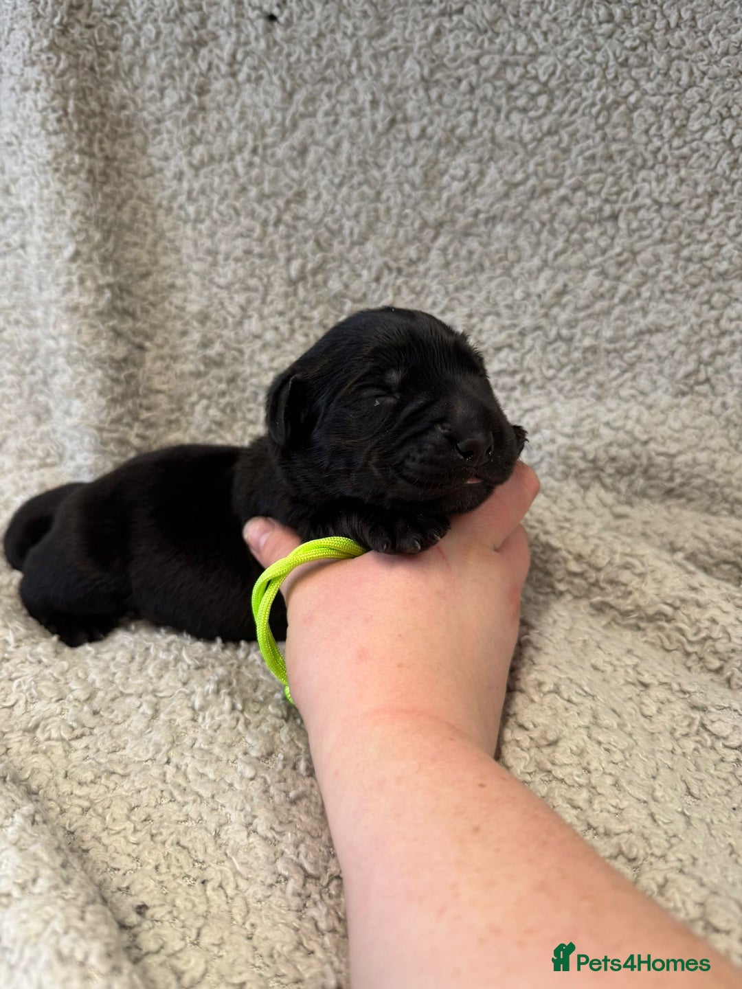 Goldador dogs for sale: Gorgeous Black Goldadors   - Advert 11