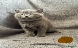 British Shorthair cats for sale: British blue shorthair kittens for sale - Image 5