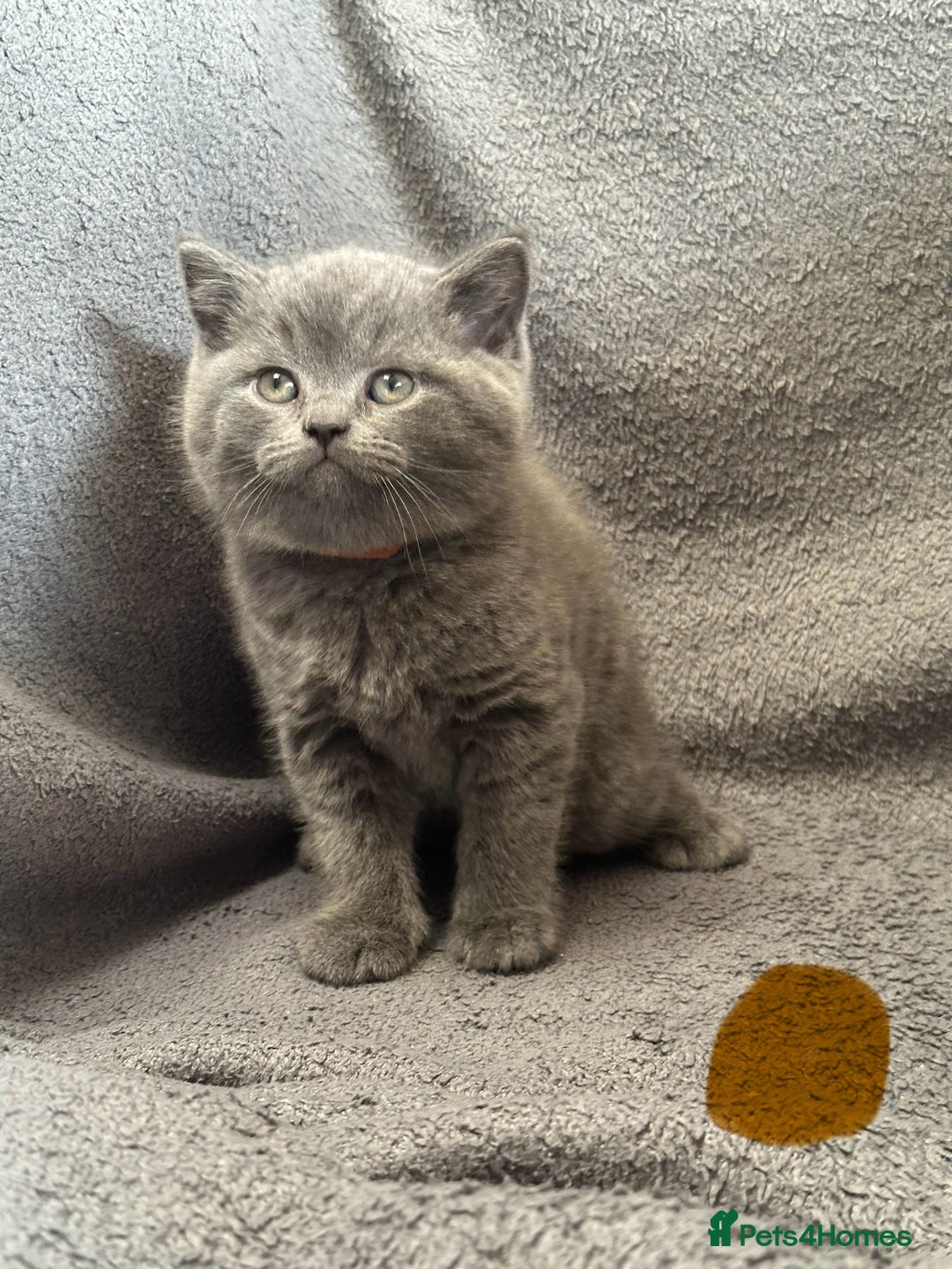British Shorthair cats for sale: British blue shorthair kittens for sale - Image 5