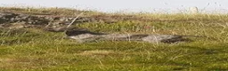 German Shorthaired Pointer dogs for sale: Pointadors (Lab x GSP) - Advert 2