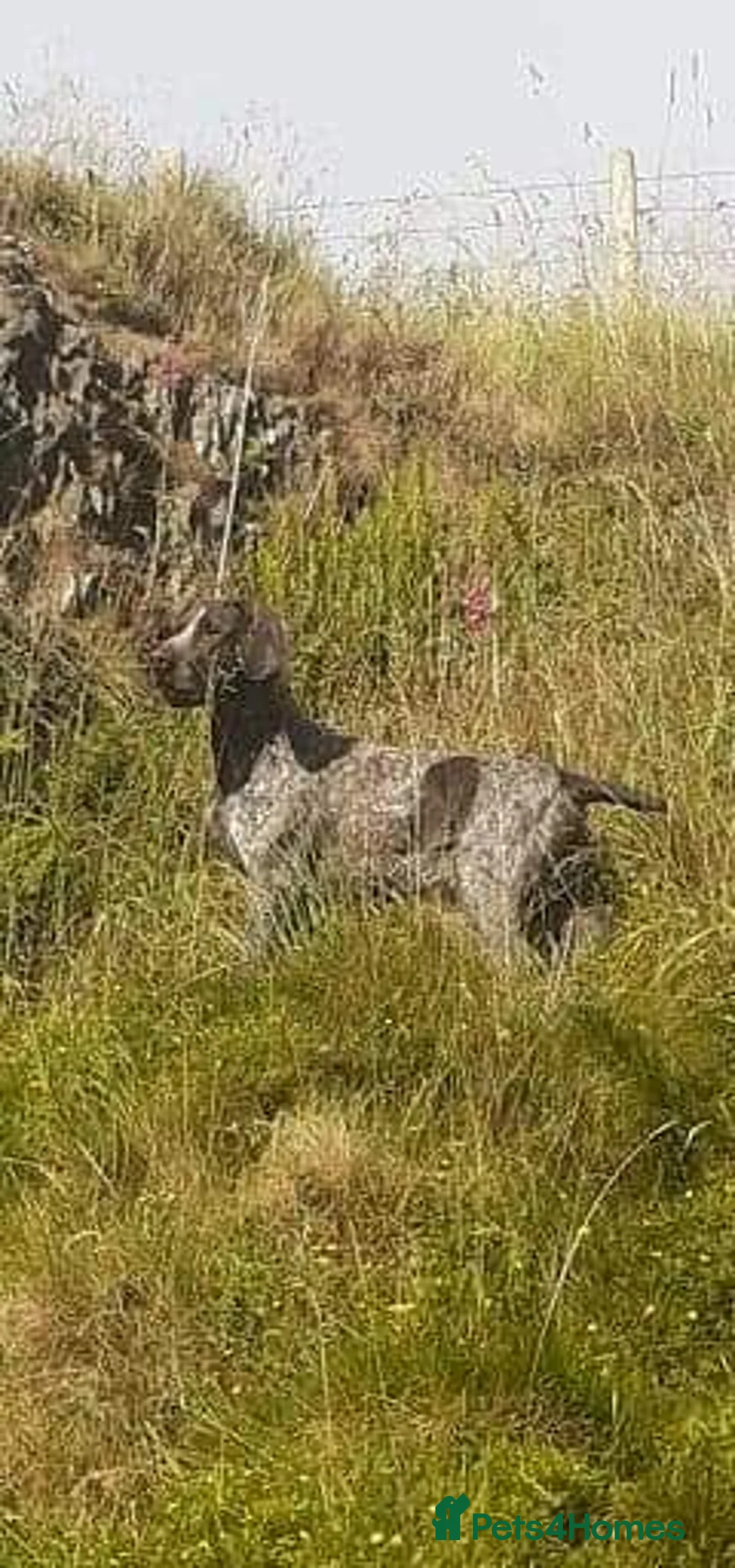 German Shorthaired Pointer dogs for sale: Pointadors (Lab x GSP) - Advert 2